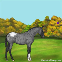 Horse Color:Blue Roan Appaloosa 