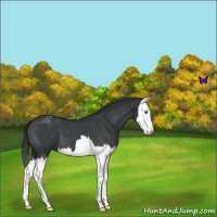 Horse Color:Blue Roan Splash Varnish 