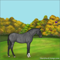 Horse Color:Blue Roan Varnish 