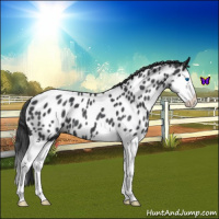 Horse Color:Blue Roan Splash Near Leopard 