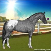 Horse Color:Blue Roan Snowflake Varnish