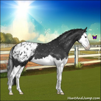 Horse Color:Black Splash Appaloosa 