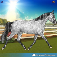 Horse Color:Blue Roan Appaloosa