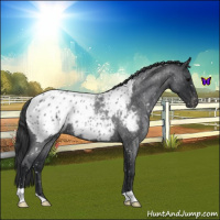 Horse Color:Blue Roan Appaloosa 