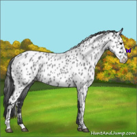 Horse Color:Blue Roan Leopard 