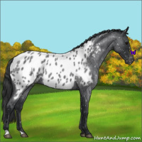 Horse Color:Blue Roan Appaloosa 