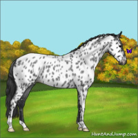 Horse Color:Blue Roan Near Leopard 