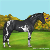 Horse Color:Black Tobiano 