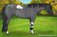 Horse Color:Blue Roan Tobiano Rabicano 