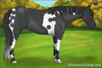 Horse Color:Blue Roan Tobiano 