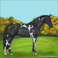 Horse Color:Black Tobiano Rabicano 