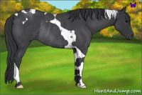 Horse Color:Blue Roan Tobiano Rabicano