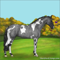 Horse Color:Blue Roan Tobiano 