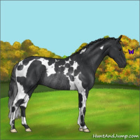 Horse Color:Black Tobiano Rabicano 