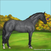 Horse Color:Blue Roan 