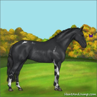 Horse Color:Black Tobiano Rabicano