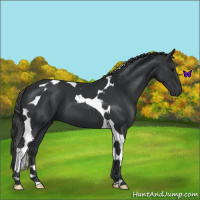 Horse Color:Black Tobiano