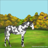 Horse Color:Blue Roan Splash Tobiano 