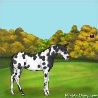 Horse Color:Black Tobiano Frame 
