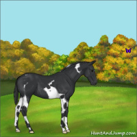 Horse Color:Black Tobiano 