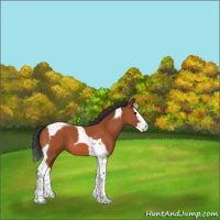 Horse Color:Bay Splash Tobiano 
