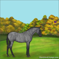 Horse Color:Blue Roan 