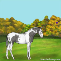 Horse Color:Blue Roan Splash Tobiano 