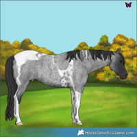 Horse Color:Blue Roan Tobiano