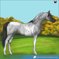 Horse Color:Blue Roan Tobiano 