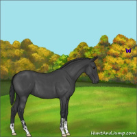 Horse Color:Blue Roan