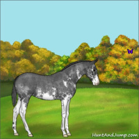 Horse Color:Blue Roan Splash 
