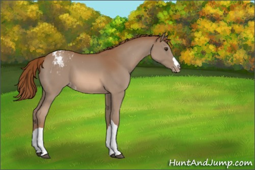 Horse Color:Chestnut Appaloosa 