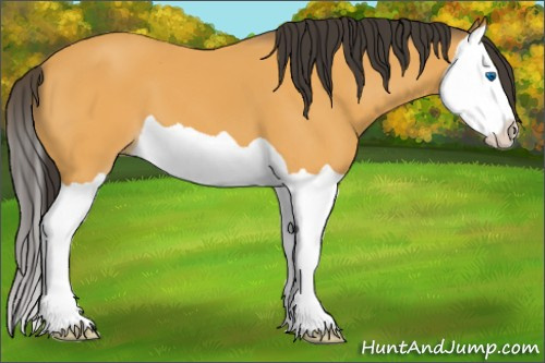 Horse Color:Buckskin Splash 