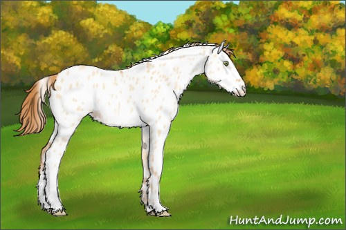 Horse Color:Gold Champagne Dun Appaloosa 