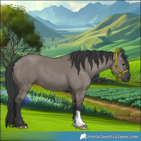 Horse Color:Grullo 