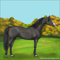 Horse Color:Black Splash 