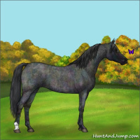 Horse Color:Midnight Blue Ice Roan 