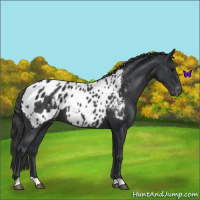 Horse Color:Black Blanket  and Black Near Leopard 