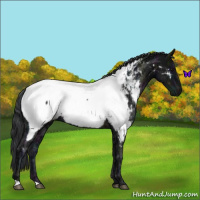 Horse Color:Midnight Black Ice Snowcap Rabicano 