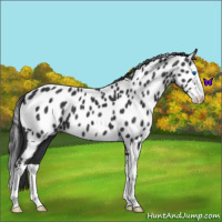 Horse Color:Black Splash Appaloosa 