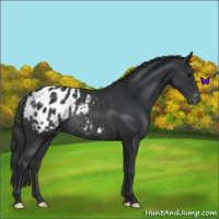 Horse Color:Black Appaloosa Rabicano 