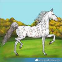 Horse Color:Brown Roan Near Leopard 