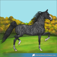 Horse Color:Blue Roan  and Black 