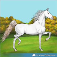 Horse Color:Grullo Pearl Near Leopard