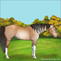 Horse Color:Gray Amber Champagne Appaloosa Rabicano 
