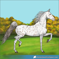 Horse Color:Bay Roan Appaloosa 