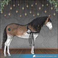 Horse Color:White Spotted Brown Dun 
