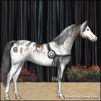 Horse Color:Gray White Spotted Brown Appaloosa 