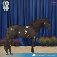 Horse Color:White Spotted Liver Chestnut 