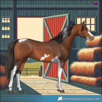 Horse Color:Bay Tobiano Frame 